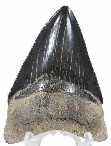 Robust, Serrated, Fossil Megalodon Tooth #56502